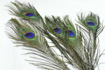 Fascinateurs longs plumes de paon chapeaux de chapellerie passementerie